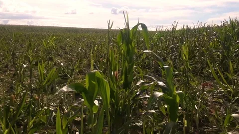 Corn field after a river washed it off Stock Footage 102649265