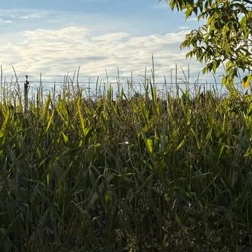 Corn field against blue sky, grass, field, green, sky, nature, agriculture, blue Stock Photos