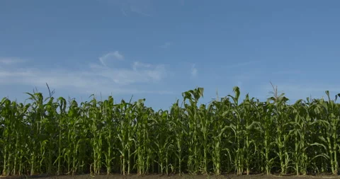 Corn field against the blue summer sky Stock-Footage 137485877