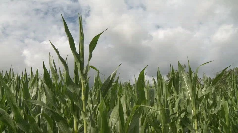 Corn field against sky Stock Footage 203827