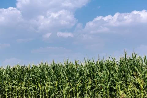 Corn field against the sky 库存照片