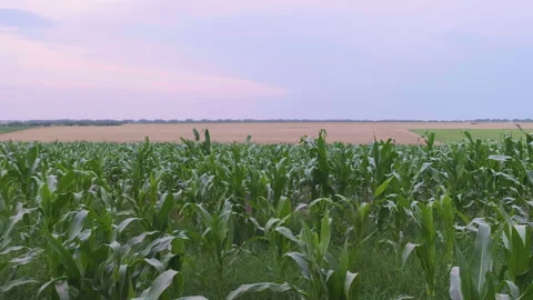 Corn field against the sky on a summer evening. Stock Footage 157514088