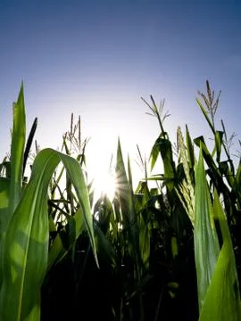 Corn field against the sun 스톡 사진