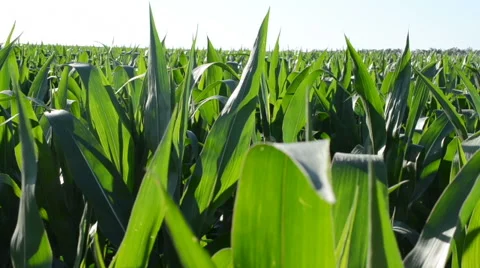 Corn field against trees and the sky. This video is also in my portfolio HD Stock-Footage 43233507