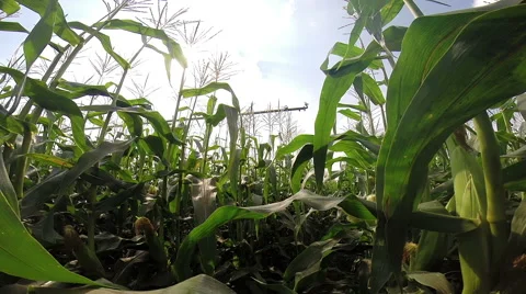 Corn Field With Agricultural Irrigation System Stock Footage 68418178