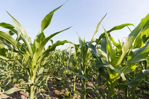 Corn field agriculture concept Stock Photos