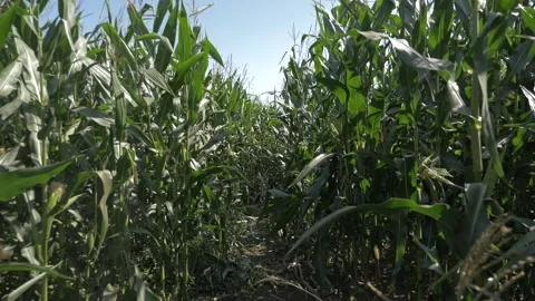 Corn field agriculture Stock Footage 141742763