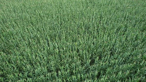 Corn field, agriculture Stock Footage 209661600