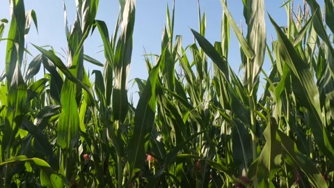 Corn Field. Agriculture. Green Maize Farm. Stock Footage 340516235