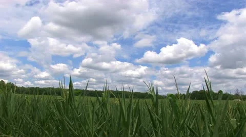 Corn Field - Amazing Clouds Stock-Footage 11529100