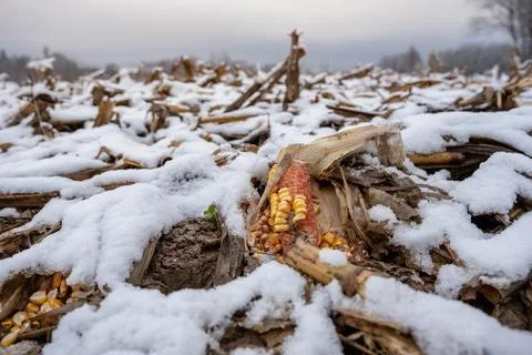 Corn in the field among the first snow. Stock Photos