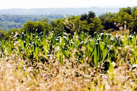 Corn field among plants Stock Photos