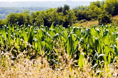 Corn field among plants Stock Photos