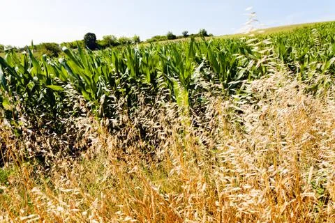 Corn field among plants Stock Photos