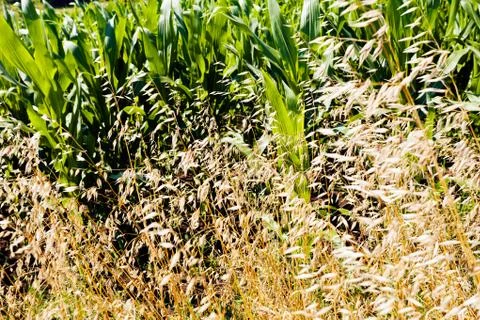Corn field among plants Stock Photos