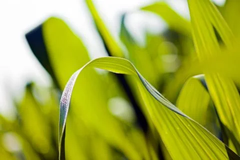 Corn field among plants Free Stock Photos