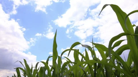 Corn field and blue sky Stock Footage 77001673