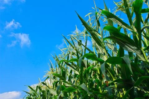 Corn field and blue sky Stock Photos