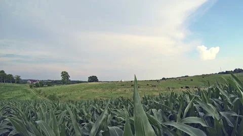Corn FIeld and Cows 1 HD Stock Footage 33467201