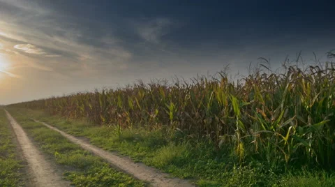 Corn Field and Dirt Road vanishing into horizon sunset, 4K UHD Stock Footage 55367753