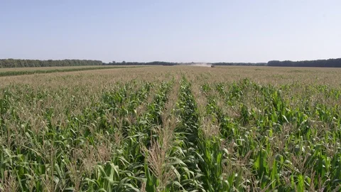 Corn field and drone Stock Footage 123778346