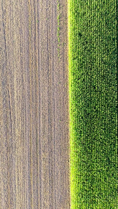 Corn field and fallow field from above Stock Footage 341864161