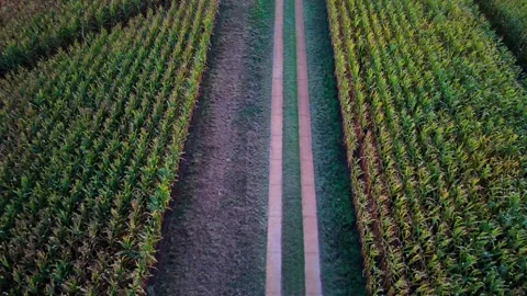 Corn field and farm track at sunset, aerial top-down view Stock-Footage 343899165