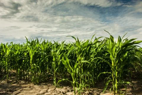 Corn field and gray clouds in the sky Stock Photos