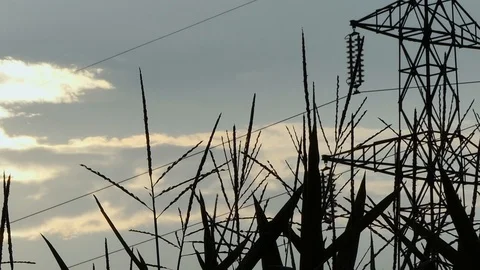 Corn field and high voltage pylon Stock-Footage 116502403