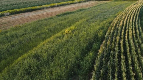 Corn field and lush forest in golden hour Stock Footage 120691367