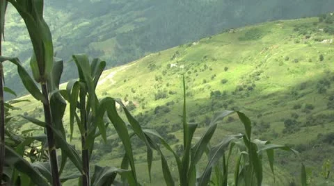 Corn Field and Mountain Slope Video stock 19057703