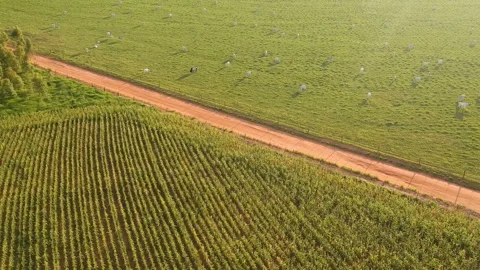Corn field and nelore cattle in pasture Stock-Footage 147957530