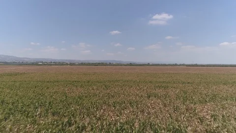 Corn Field and plow field Stock Footage 100615844