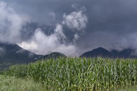 Corn field and rain clouds 스톡 사진