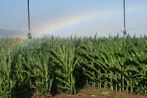 Corn field and rainbow Stock Photos