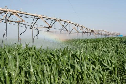 Corn field and rainbow Stock Photos