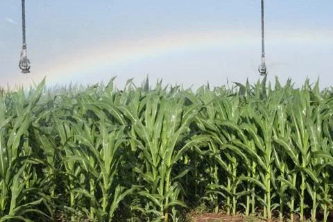 Corn field and rainbow Stock Photos