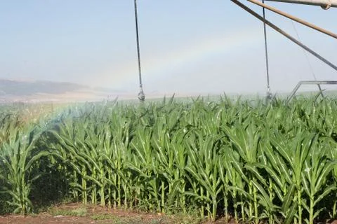 Corn field and rainbow Stock Photos