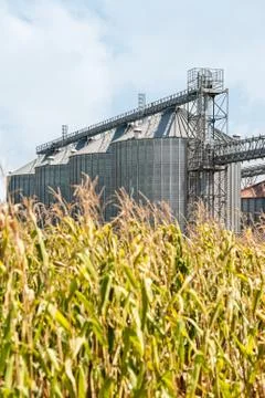 Corn field and set of storage silos. Foto stock