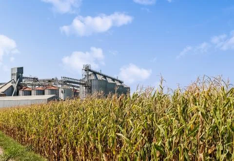 Corn field and set of storage silos. Stock Photos