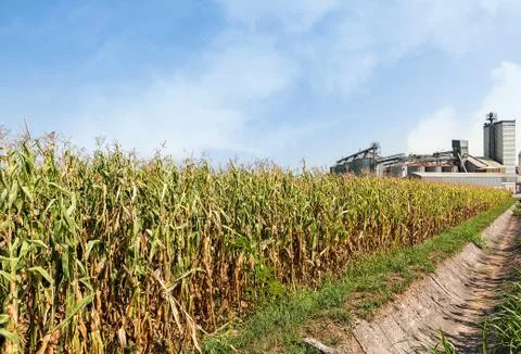 Corn field and set of storage silos. Stock Photos