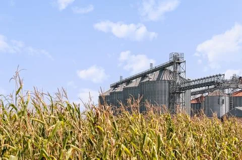 Corn field and set of storage silos. Stock Photos
