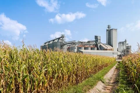 Corn field and set of storage silos. Stock Photos