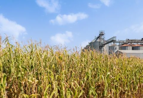 Corn field and set of storage silos. Stock Photos