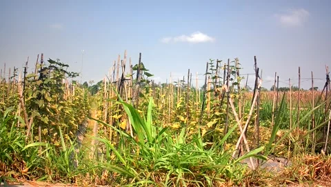 Corn field and sky Video stock 293034573