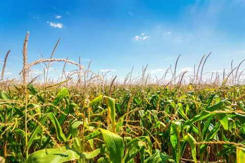 Corn field and sky Stock Photos