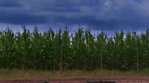 Corn Field and stormy Blue Sky HD Stock Footage 40715768