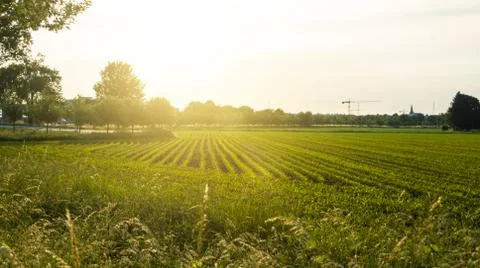 Corn field and a sunset, a view from an apple tree near the road, Walldorf, G Stock Photos