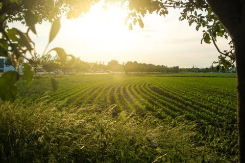 Corn field and a sunset, a view from an apple tree near the road, Walldorf, G Stock Photos