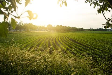 Corn field and a sunset, a view from an apple tree near the road, Walldorf, G Stock Photos